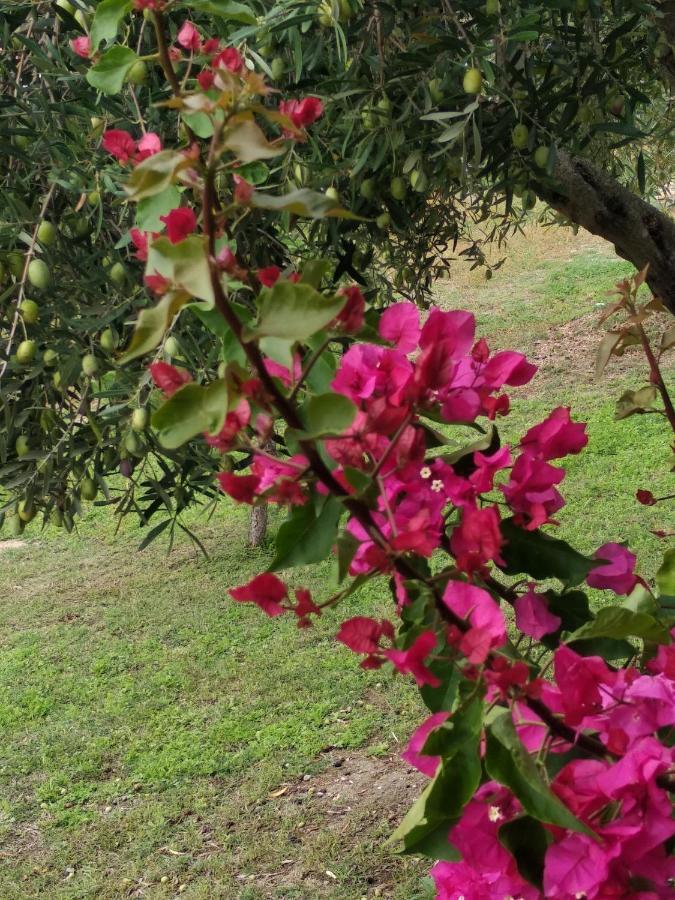 Ases Villa Lagonisi Halkidiki Ormos Panagias Exteriör bild